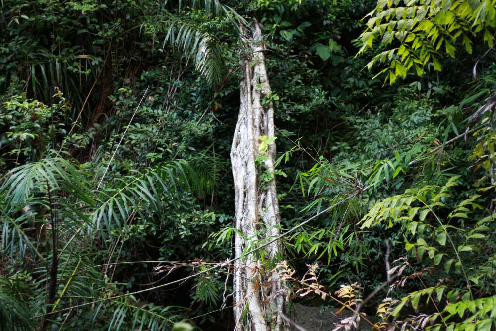 Упавшее дерево, словно мост, соединяет два конца оврага