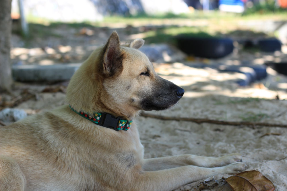 Даже пес, отдыхающий на пляже Найхарн отличается спокойствием:)