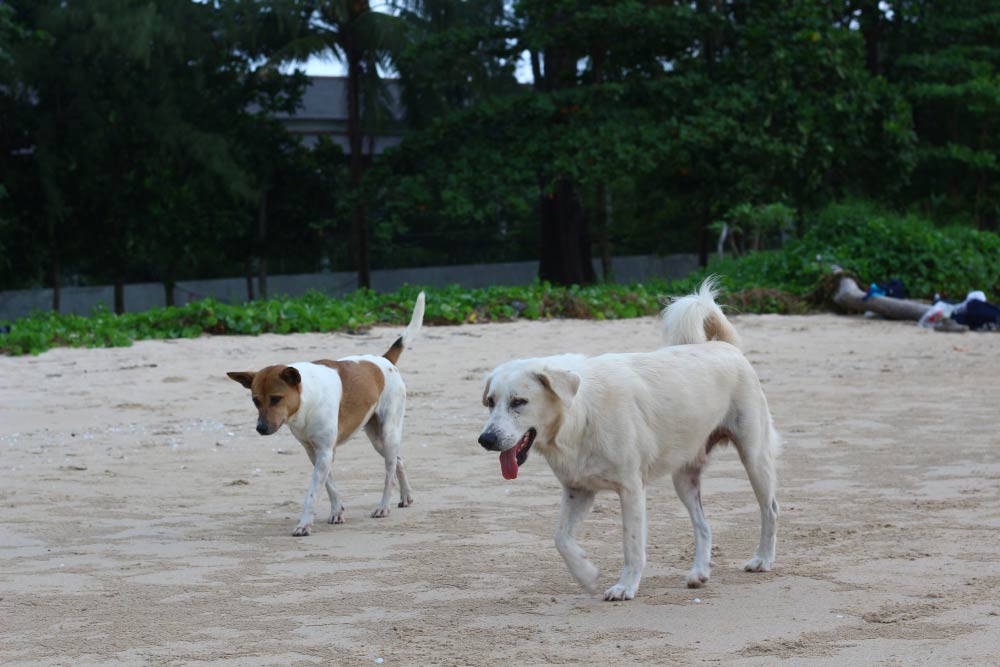 Пляж Най Янг: местные псы тоже бродят по пляжу, они как и везде практически в Таиланде - достаточно добрые и безмятежные:)