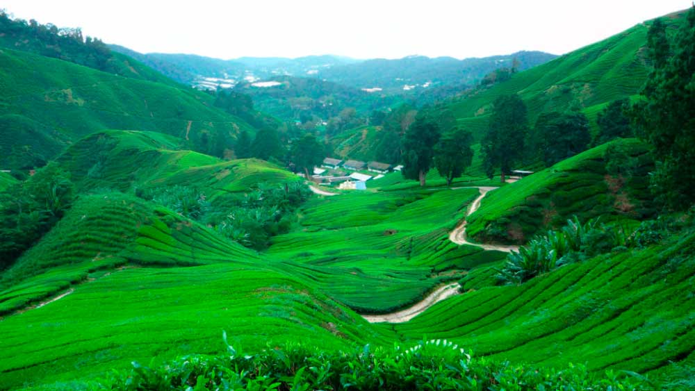 Чайные плантации в The Cameron Highlands, Малайзия