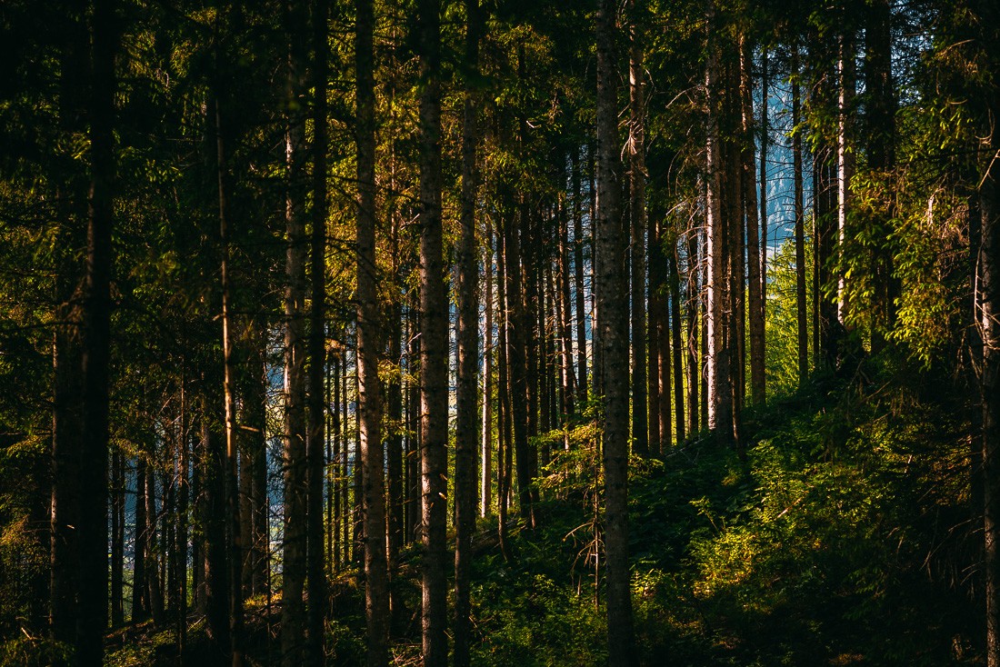 Красивый лес