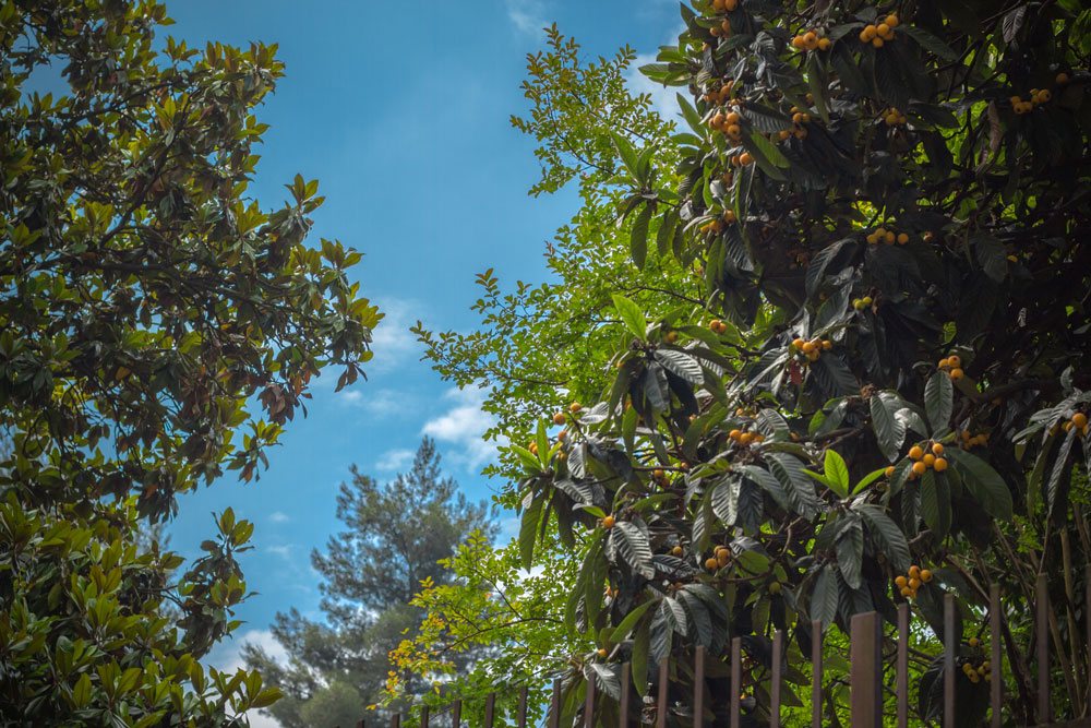 На ветках деревьев в парке растут самые настоящие абрикосы:)