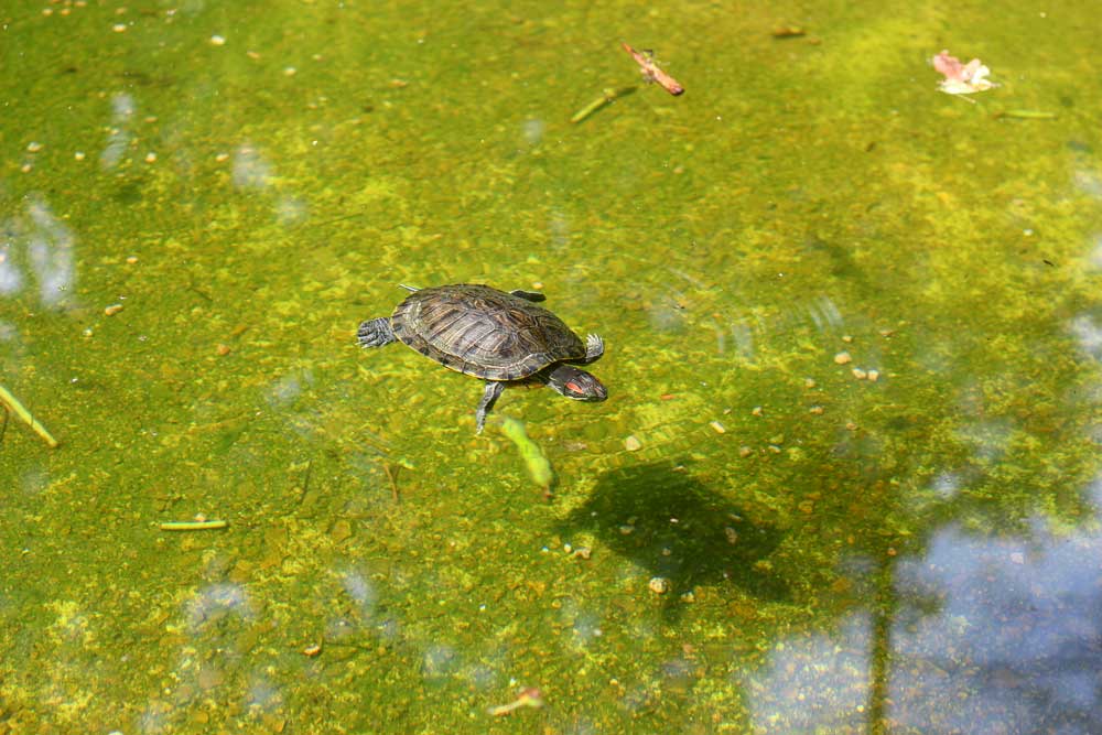 Черепахи немного шугливые, но некоторые не боятся, подплывают:)