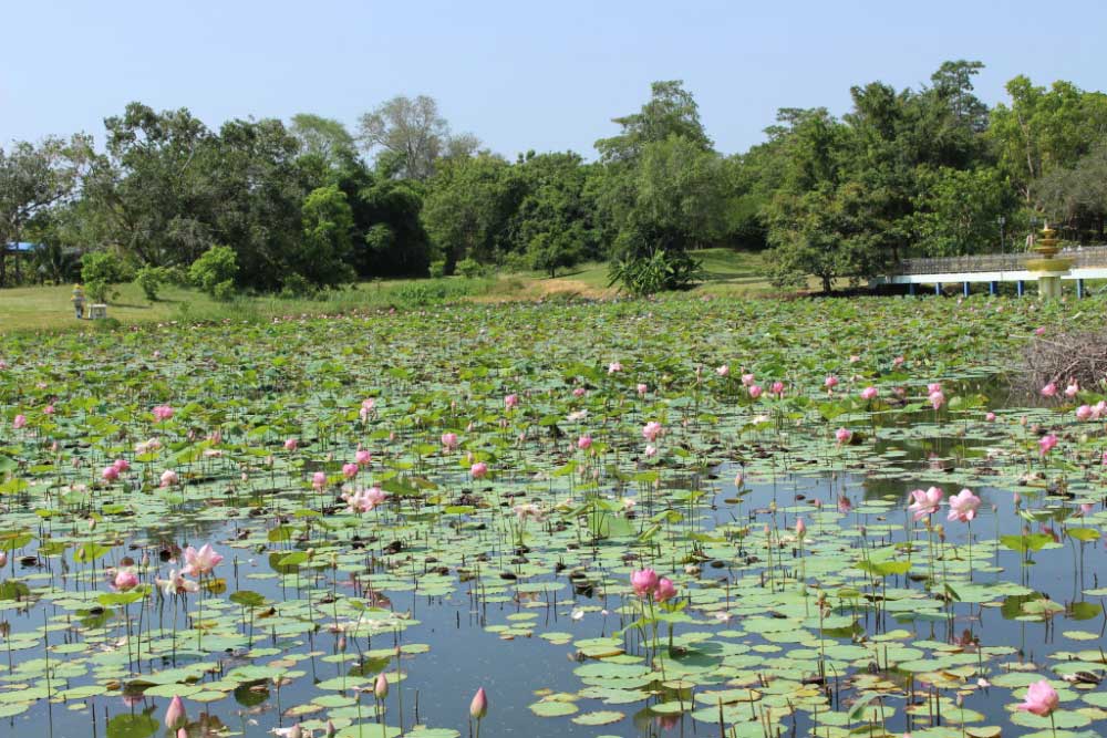 Цветки лотоса в местном озере (хотя больше конечно напоминает небольшое болотце:)