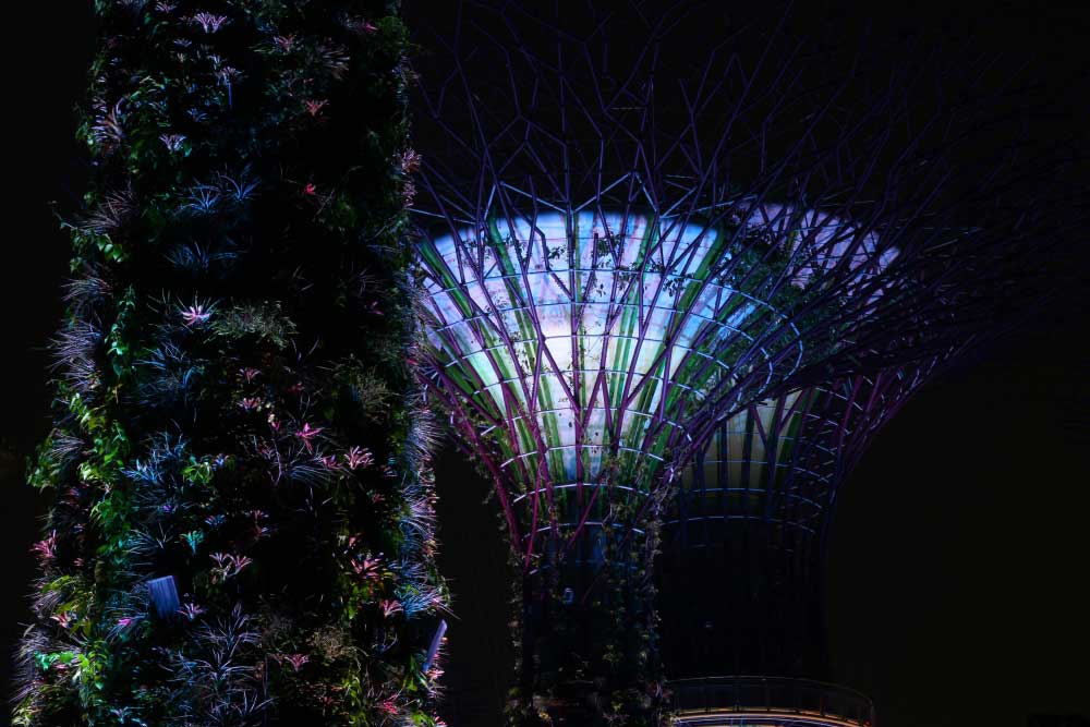 Сады в Сингапуре у залива: Supertree Grove.