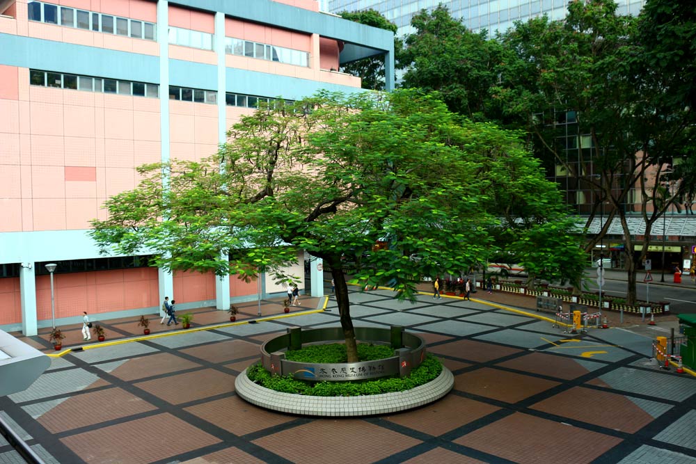У входа в музей истории в Гонконге стоит вот такое необычное дерево