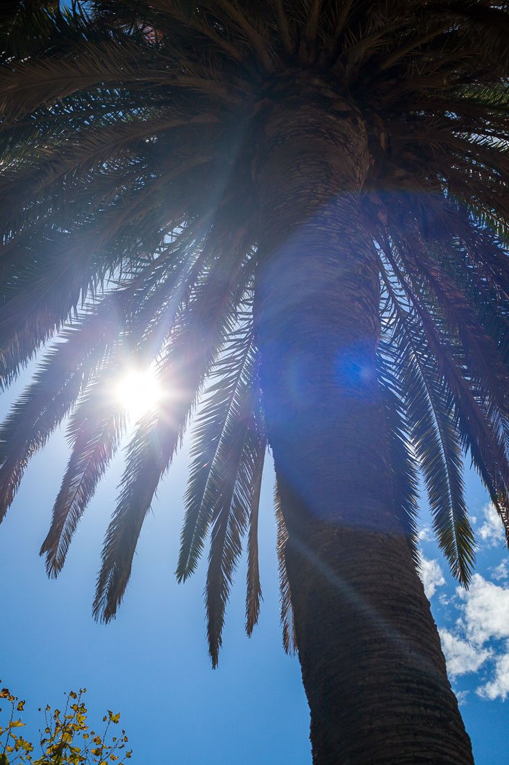 Огромные пальмы в лучах Испанского солнца:)