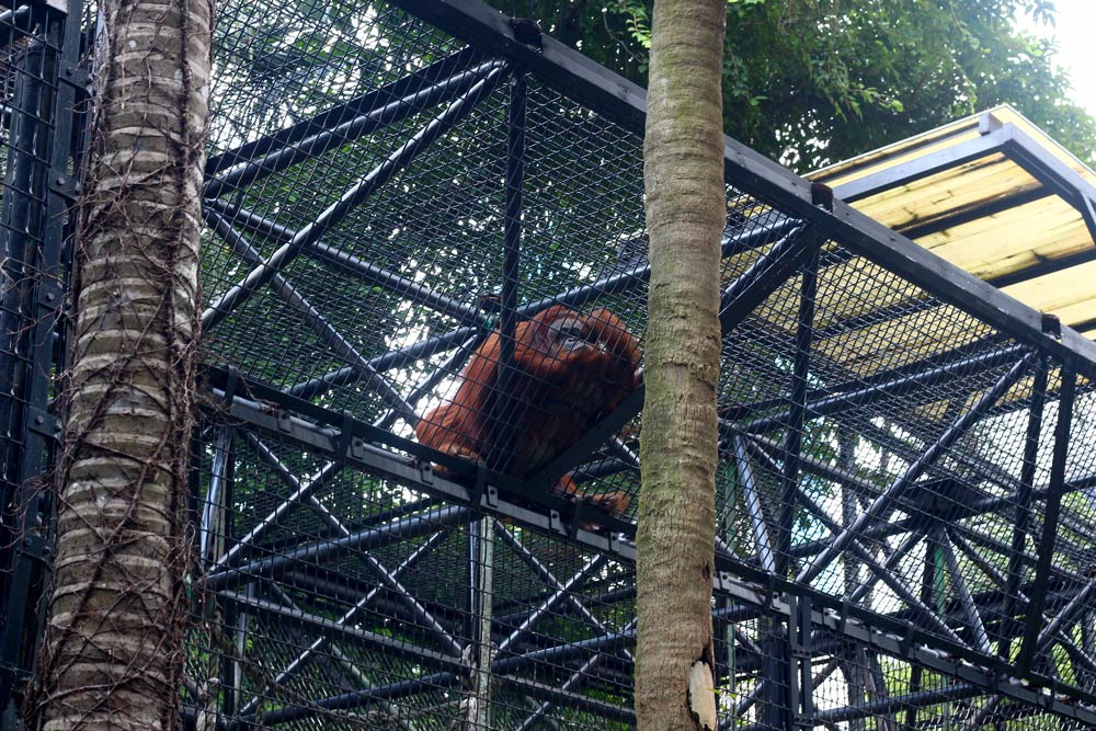 То ли злая, то ли скучающая горилла в гонконгском зоопарке