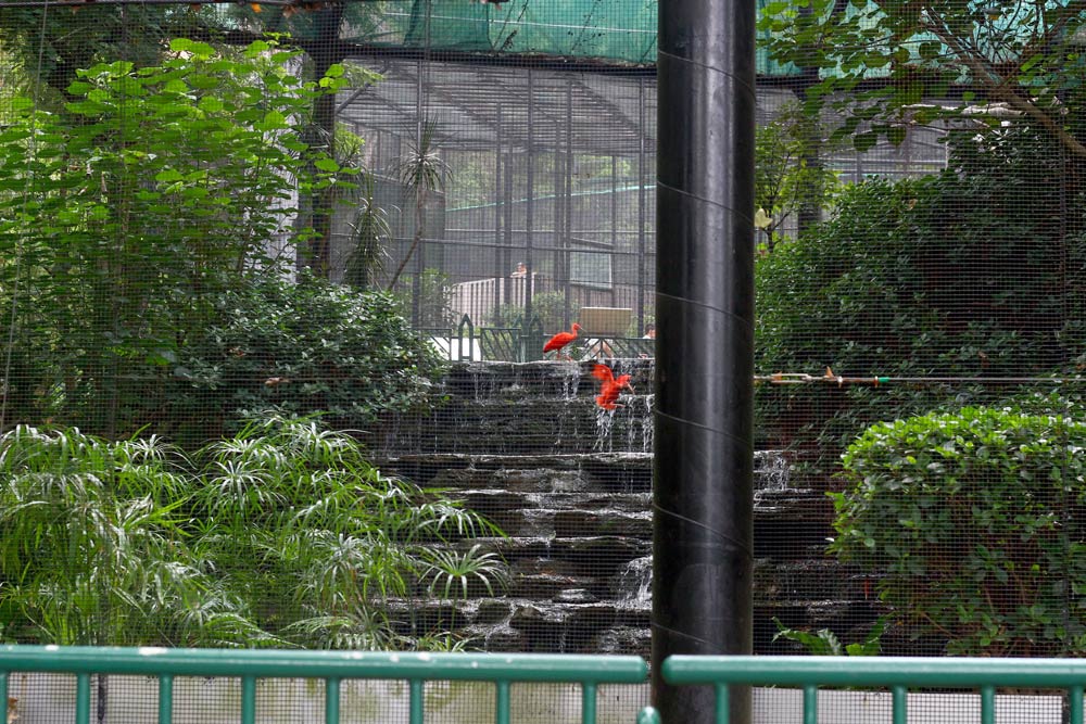 Красные птицы, напоминающие немного фламинго в зоопарке Гонконга