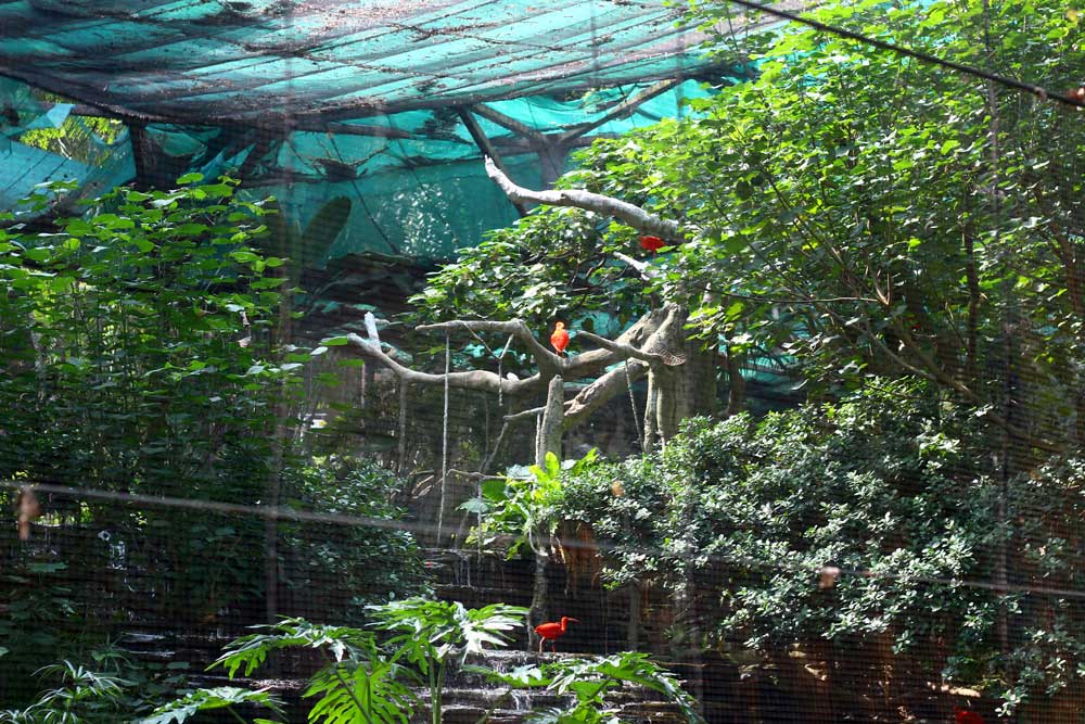 Природа зоопарка и ботанического сада в Гонконге действительно потрясающе красивая