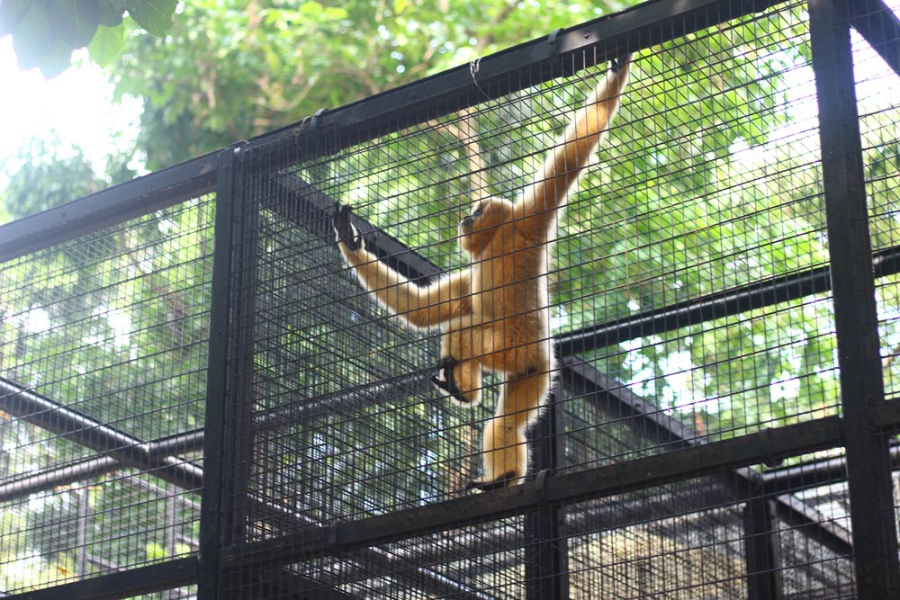Еще один неугомонный макак в гонконгском зоопарке